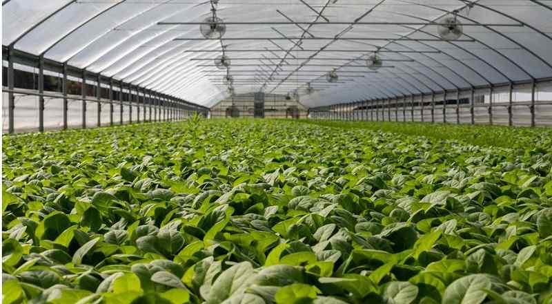 Agricultural loans
