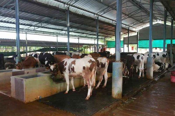 Financing and Loans for Animal Husbandry Projects.