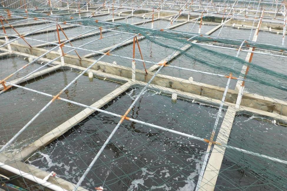 Fish Farming